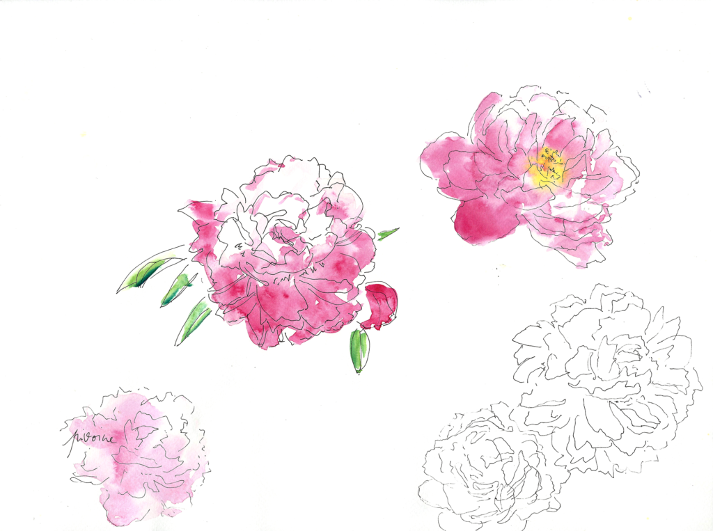 sophie_weidler_bauchez_illustration_packaging_bougies_sia_pivoine