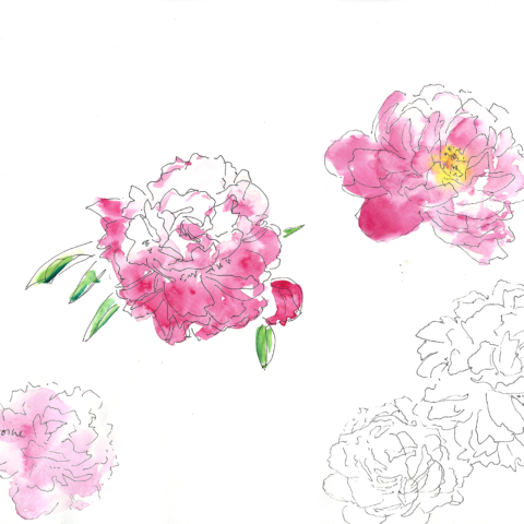 sophie_weidler_bauchez_illustration_packaging_bougies_sia_pivoine